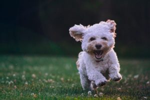 5 Best Pet Care Apps [2022 Review]